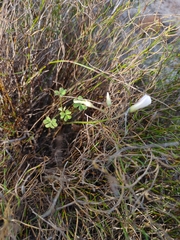 Oxalis dentata