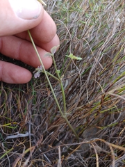 Oxalis dentata