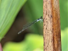 Agriocnemis exsudans