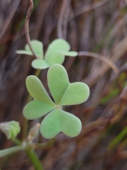 Oxalis dentata