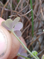 Oxalis dentata