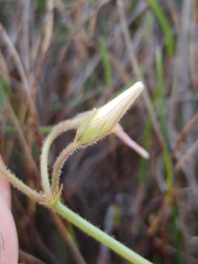 Oxalis dentata