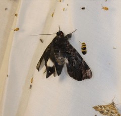Catephia linteola