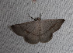 Nearcha dasyzona