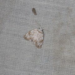 Niphopyralis chionesis