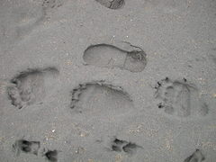 Ursus arctos sitkensis