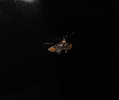 Nymphicula queenslandica