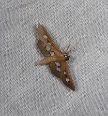 Omiodes odontosticta