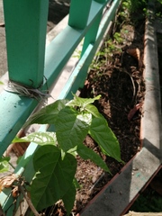 Jatropha integerrima