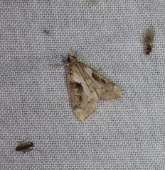 Otiophora leucura
