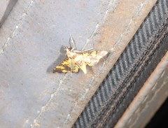 Orphanostigma angustale
