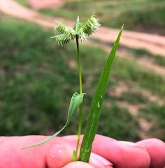 Dactyloctenium radulans