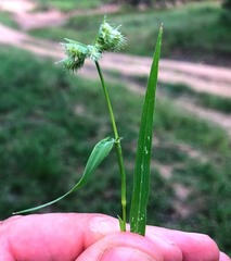 Dactyloctenium radulans