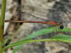 Agriocnemis exsudans