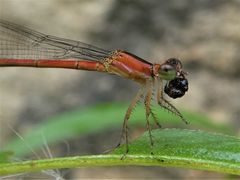 Agriocnemis exsudans