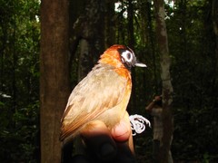 Chestnut-Crested Antbird photo 2