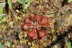 Drosera