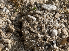 Clinotettix ussuriensis