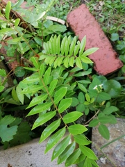 Senna siamea