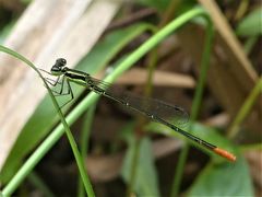 Agriocnemis exsudans