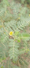 Tribulus terrestris
