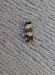 Prepocosma schalidota