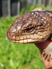 Tiliqua nigrolutea