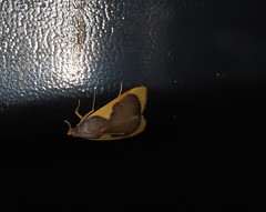 Prooedema inscisalis