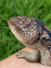 Tiliqua nigrolutea