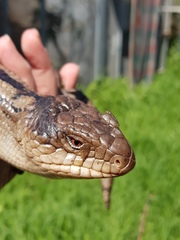 Tiliqua nigrolutea