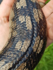 Tiliqua nigrolutea