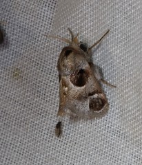 Pygmaeomorpha ocularis