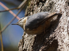 Sitta europaea