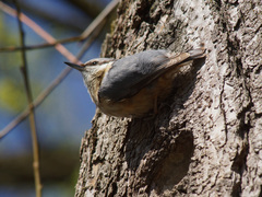 Sitta europaea