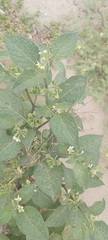 Solanum nigrum