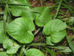 Viola collina