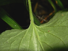 Viola collina