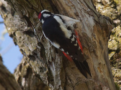 Dendrocopos major