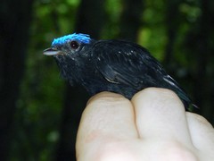 Lepidothrix coronata