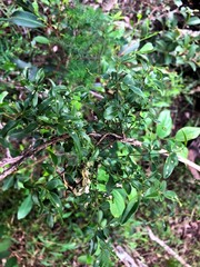 Jasminum didymum racemosum