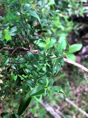 Jasminum didymum racemosum