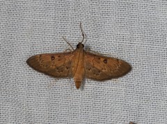 Tatobotys janapalis
