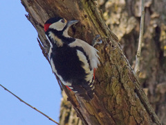 Dendrocopos major