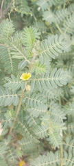 Tribulus terrestris