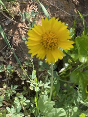 Amblyolepis setigera