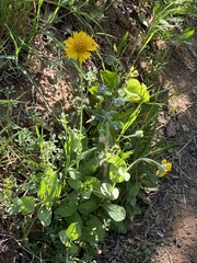 Amblyolepis setigera