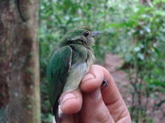 Lepidothrix coronata