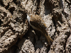 Certhia familiaris