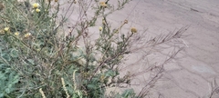 Sisymbrium irio