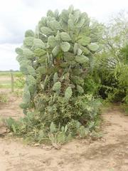 Opuntia quimilo